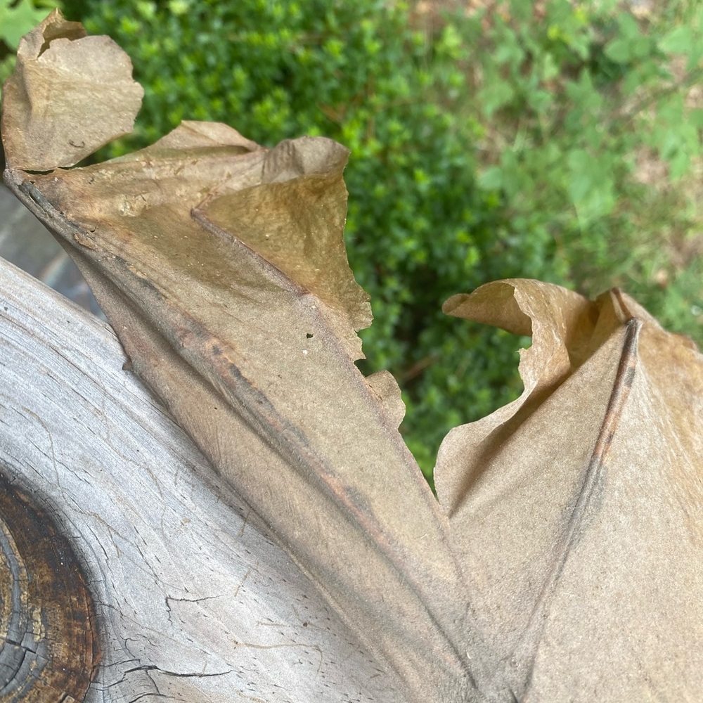 Large Brown Taxidermy Bat - Picture 9 of 11